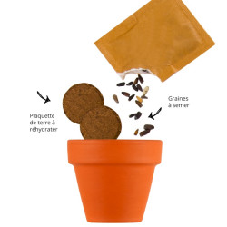 Kit " Faz a tua abelha"